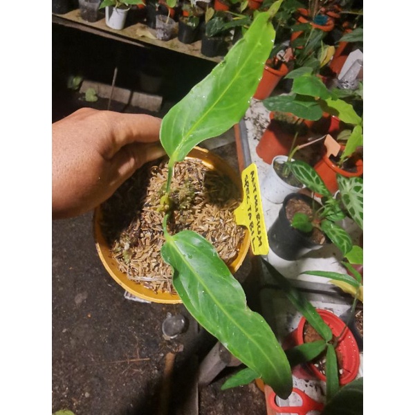 anthurium spectabile