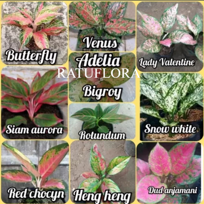 paket 10 tanaman hias aglonema murah - paket aglonema - aglaonema