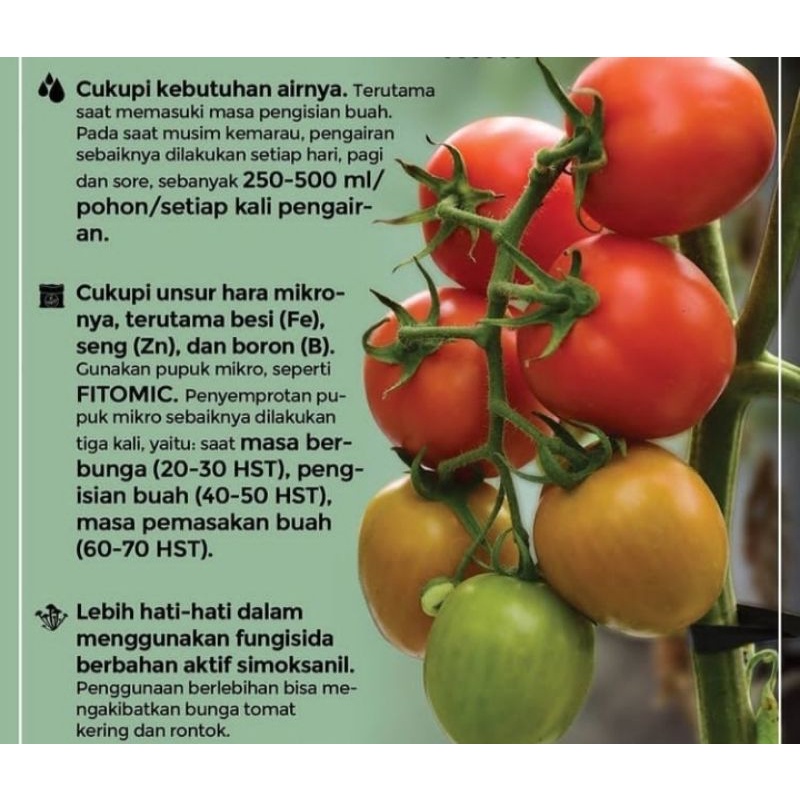 bibit tomat super ( buah super lebat)