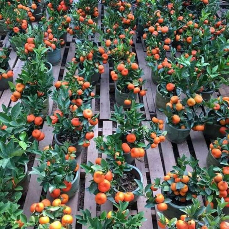 Paket 2 bibit jeruk berbuah