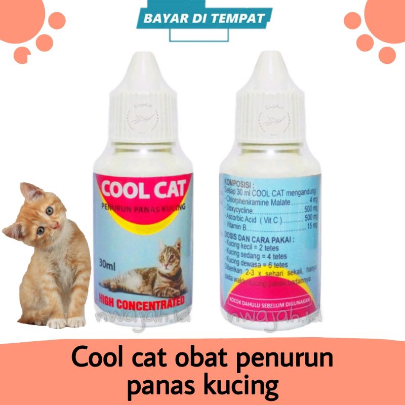 OBAT PENURUN PANAS KUCING SAKIT DEMAM BACTERI VIRUS