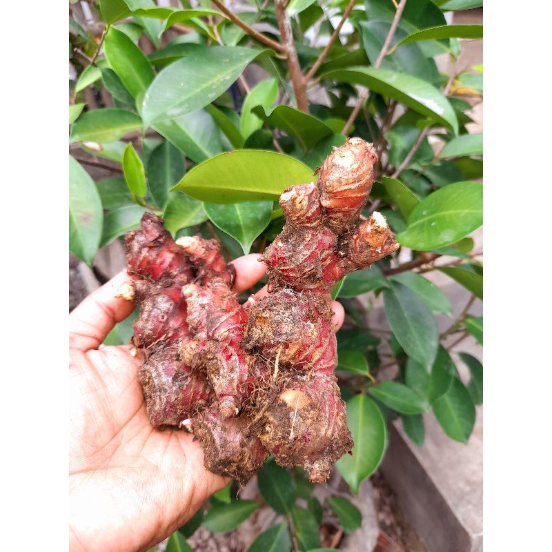 

Jahe merah 1kg / Red ginger 1kg