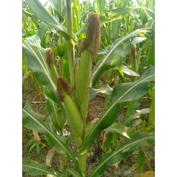 

jagung bakar