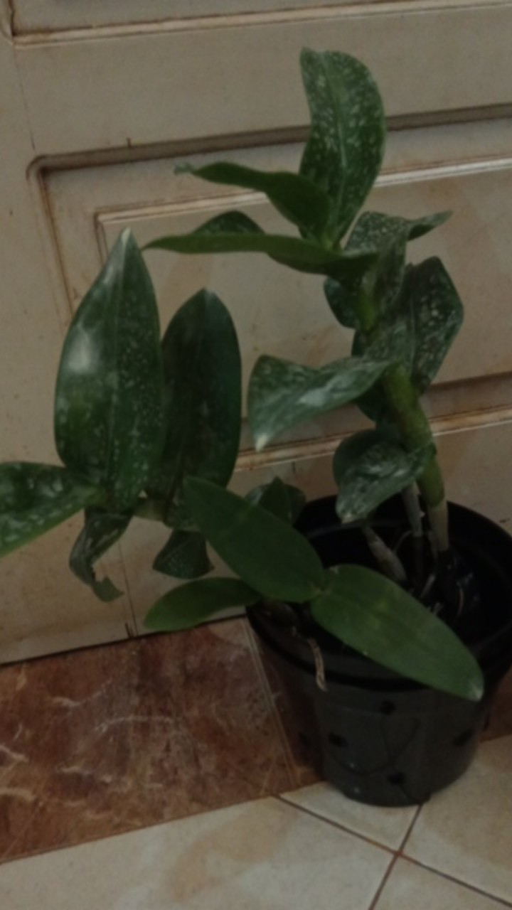 Paket Dendro Dewasa Isi 5