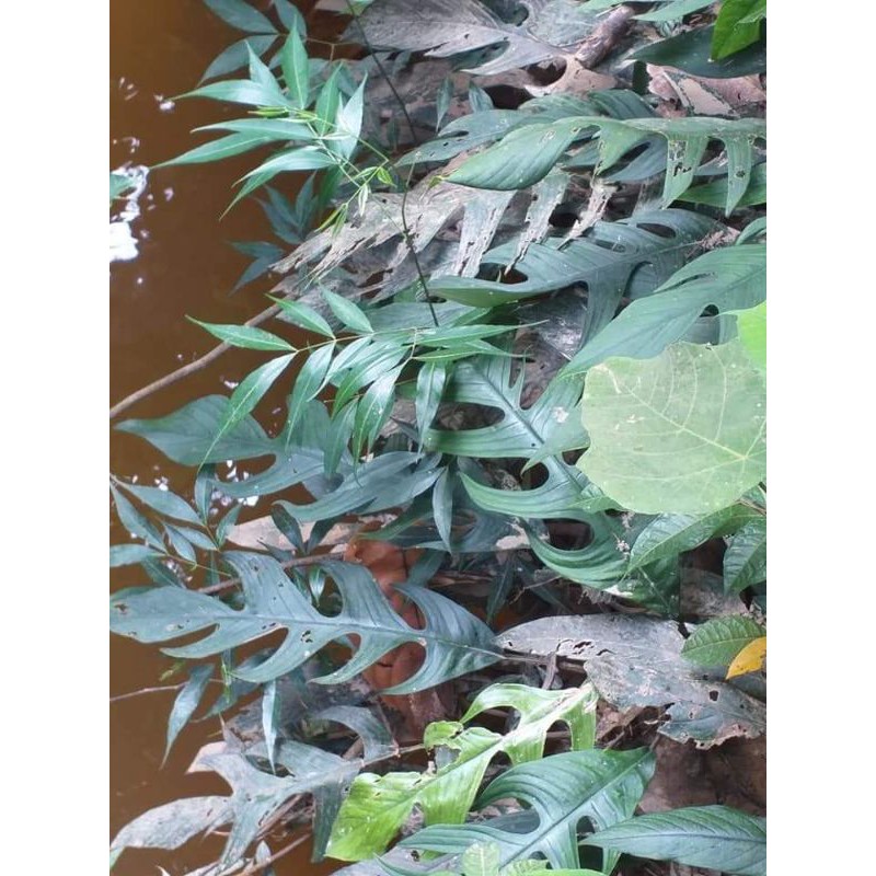 ekor naga /Rhaphidophora beccarii