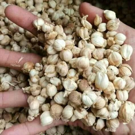 Jual Promo Buah Kapulaga Kering Super Kapol Lokal Jawa Terbatas Shopee Indonesia