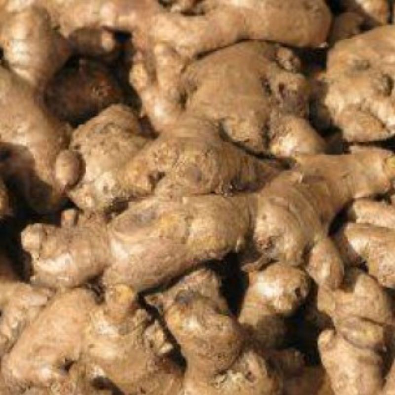 

fresh Jahe gajah jahe besar jahe putih jahe badak 500gr