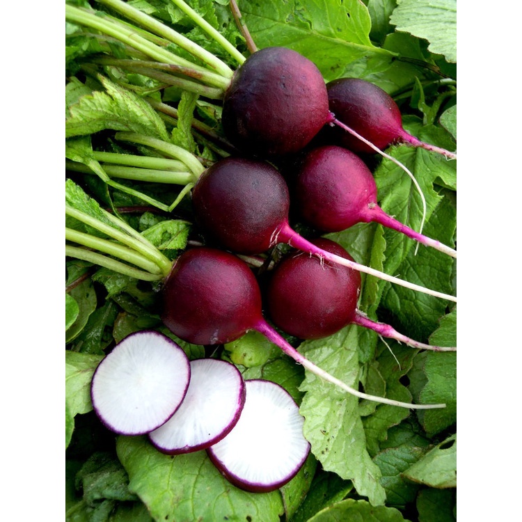 Benih Bibit Biji - Radish Malaga Purple Lobak Bulat Ungu Seeds - IMPORT