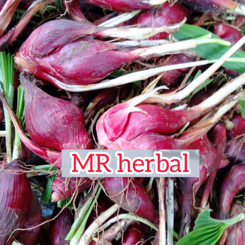 

Bawang dayak segar per1 kg murah