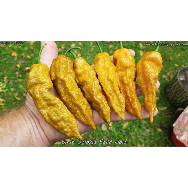 Benih Bibit Biji - Cabai Gold Bhut Jolokia Pepper Seeds - IMPORT