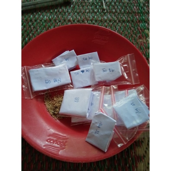 biji caladium H51x rasbery