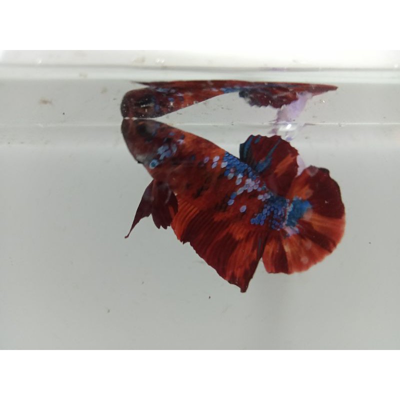 Ikan Cupang Nemo Leopard