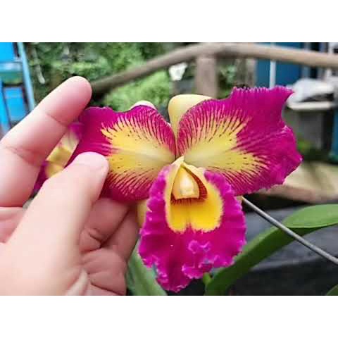 Anggrek Cattleya Dewasa Siap Bunga