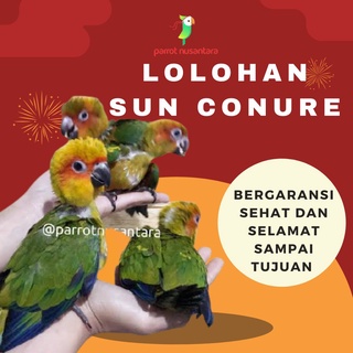 burung parrot sun conure baby anakan lolohan