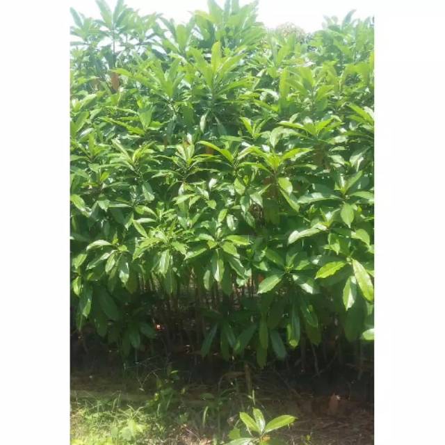 Bibit tanaman pohon bintaro