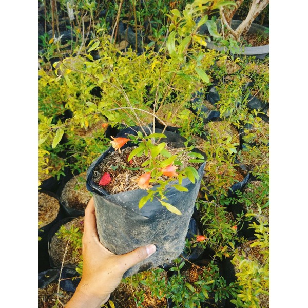 Bibit buah delima merah lokal