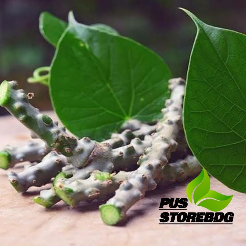 

Jual Botrawali atau Patrawali 250 gram