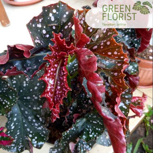 Tanaman hias begonia moccadot / tanaman pot gantung begonia / tanaman hias begonia mocca