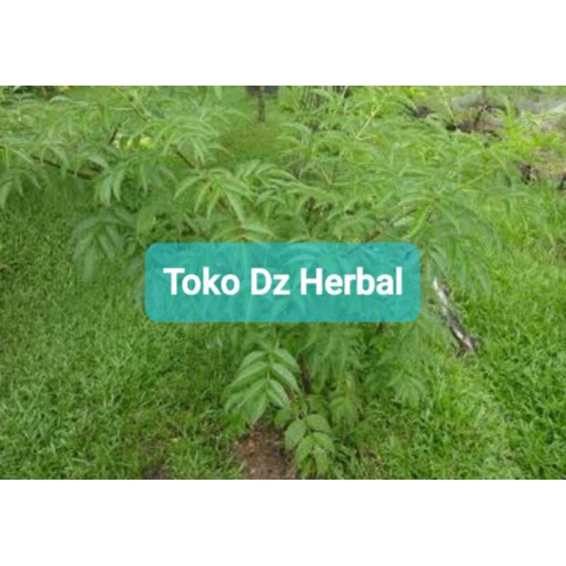 

Daun Sangitan Segar Sambucus Javanica 200 gram-az