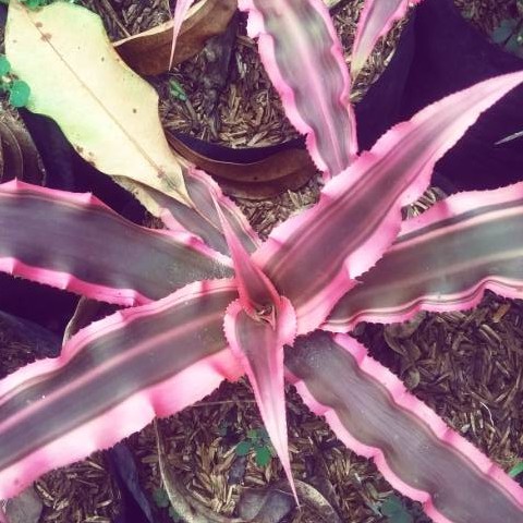 tanaman hias daun  cryptanthus daun  pink