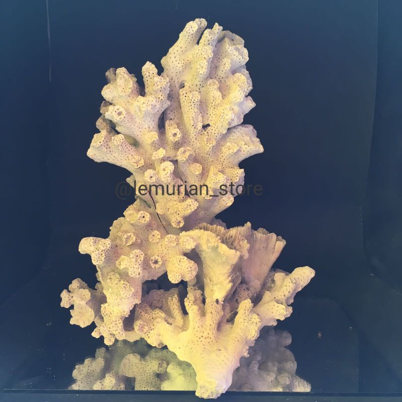 BATU KARANG LAUT ASLI// aquarium/ aquascape/ corallaut/batu/laut/terumbu karang/deadrock/premium