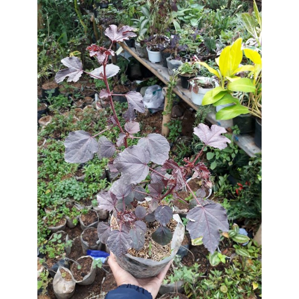 tanaman rosella / bibit tanaman rosella merah