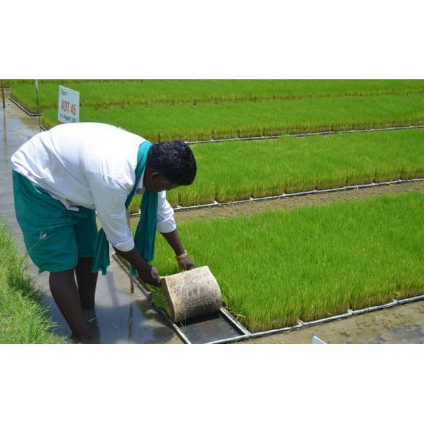 Paddy / Rice Seedling Tray, Tray Semai Bibit Padi / Microgreen - A