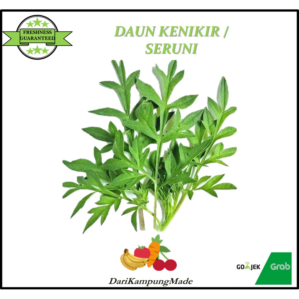 

GRAB / GOJEK ONLY / DAUN KENIKIR / DAUN SERUNI / SAYUR KENIKIR / DIJUAL PER IKAT