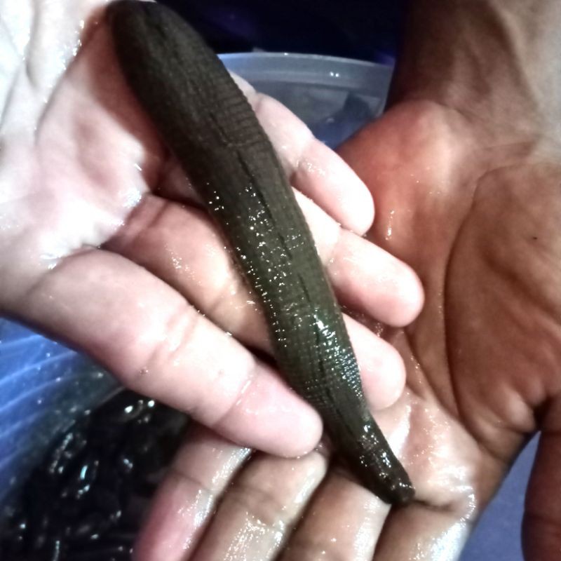 LINTAH STERILL JUMBO minimal order 10 ekor