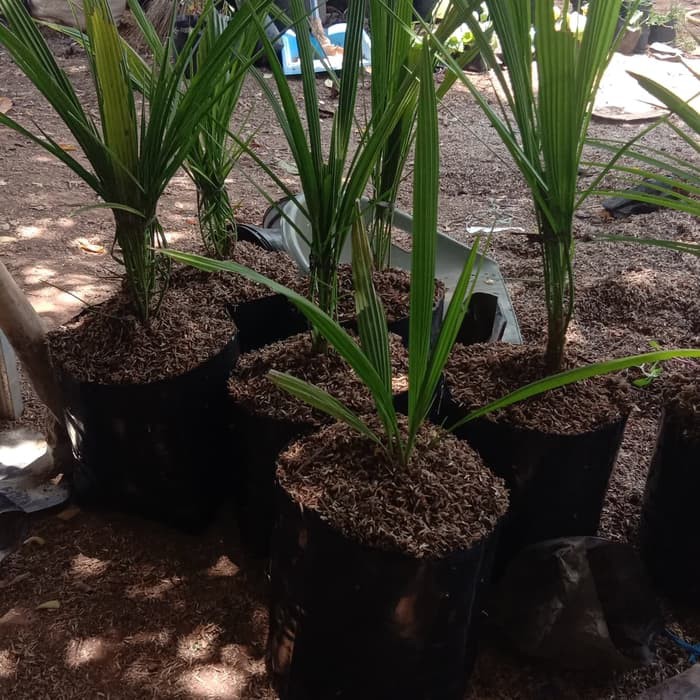 kurma KL THAILAND - BIBIT TANAMAN HIAS KURMA -KORMA