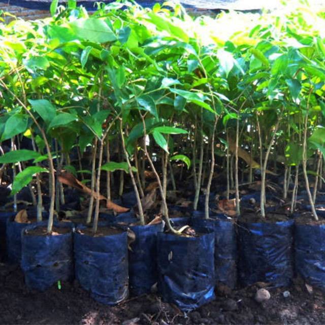 Asli  bibit gaharu murah