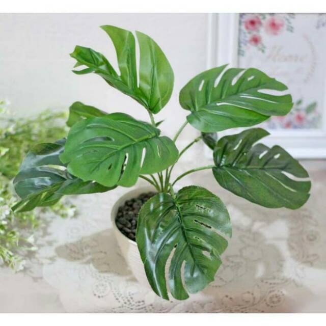 Pajangan Daun Monstera Sirih Gading Merah Artificial Shopee Indonesia