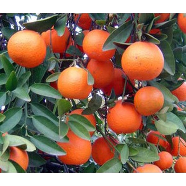 Bibit jeruk kip kualitas super kondisi berbunga berbuah