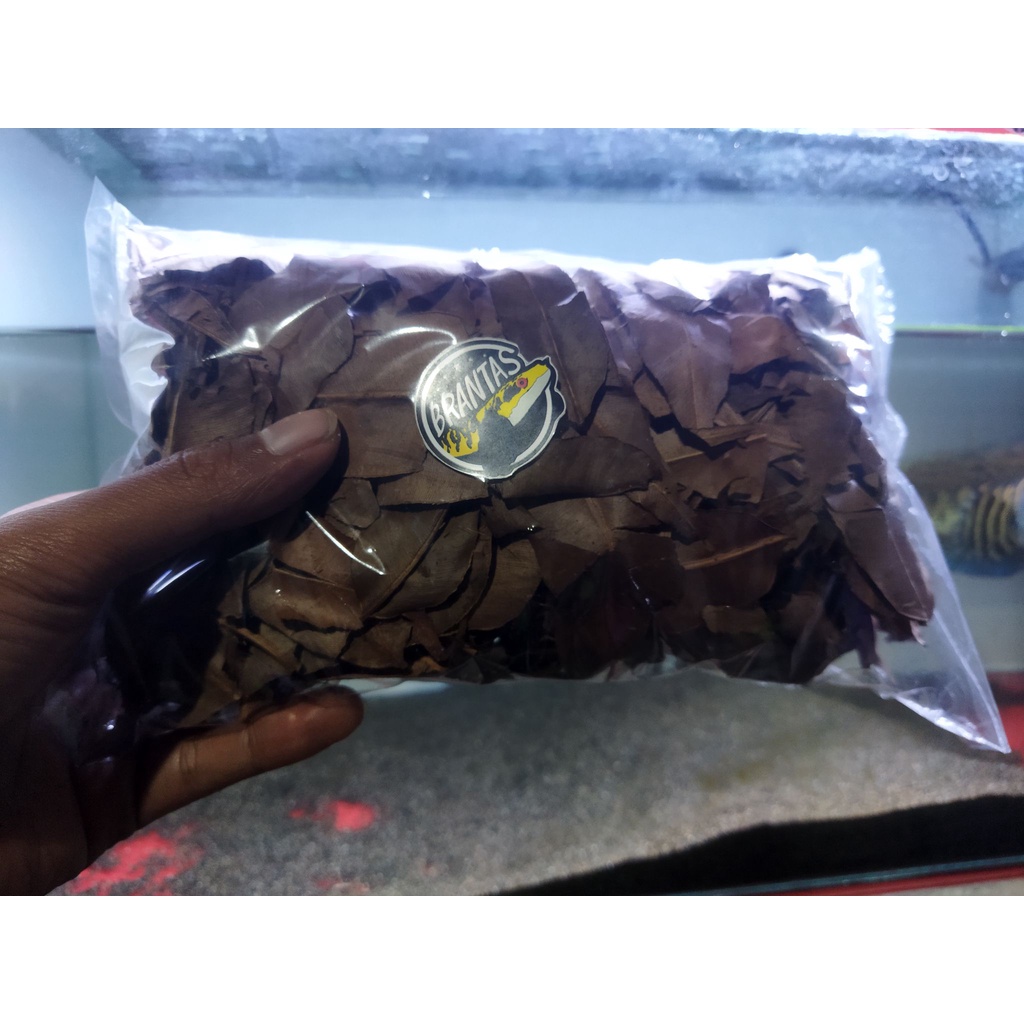 daun Ketapang dan daun kelakai murni alam sudah diproses/siap pakai/50gram bonus stiker mini random