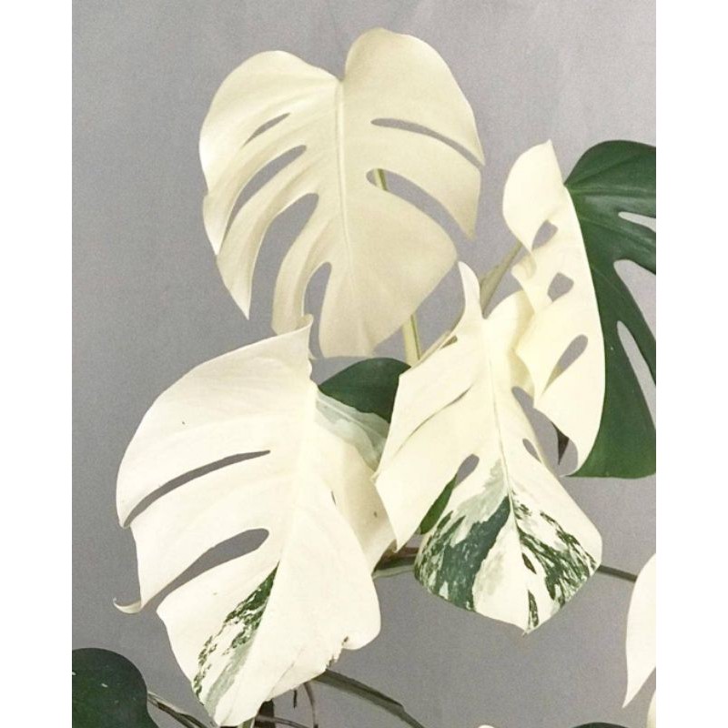 bonggol tanaman hias monstera varigata philodendron - bibit/bonggol monstera varigata philodendron