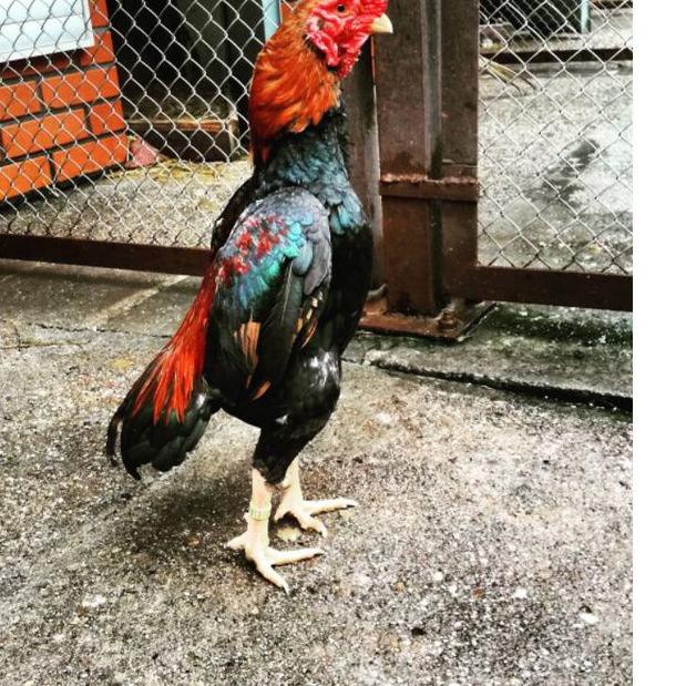 ❖BIG SALE❖ telur ayam shamo eropa asli