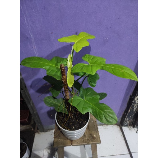 Philodendron Violin Golden