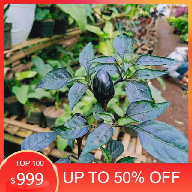 Jual pohon cabe ungu - pohon cabe - cabe purple tiger
