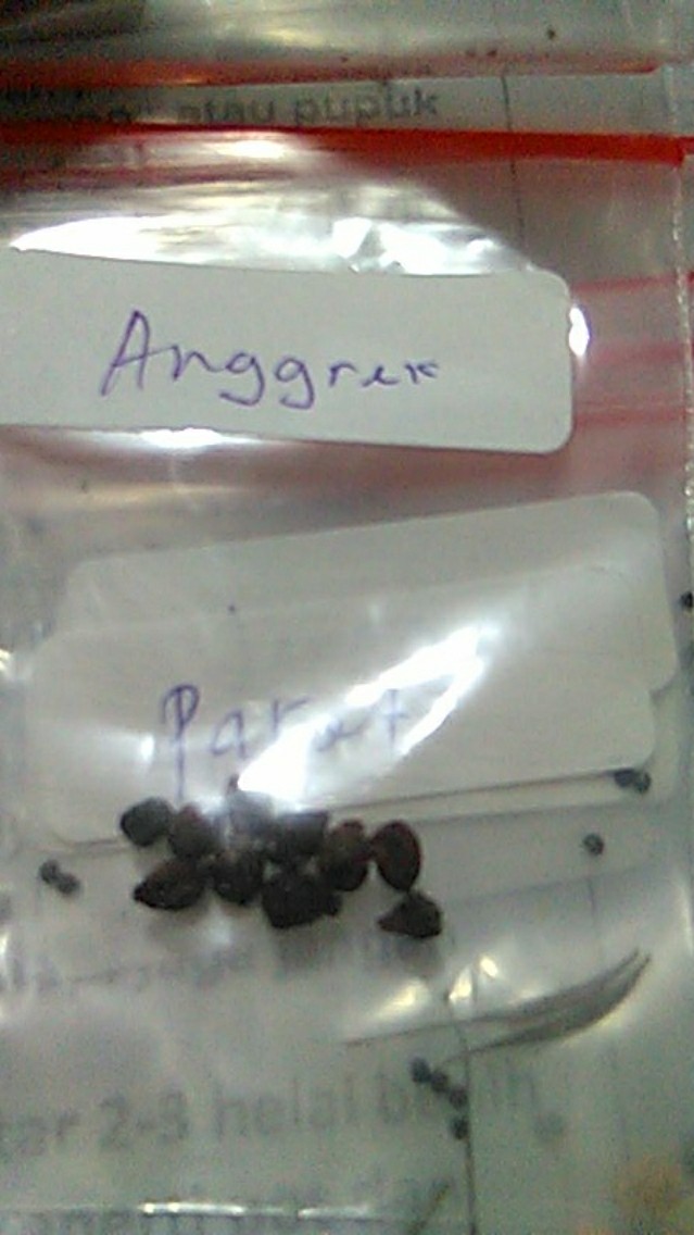 Benih Biji Anggrek Ekor Tupai