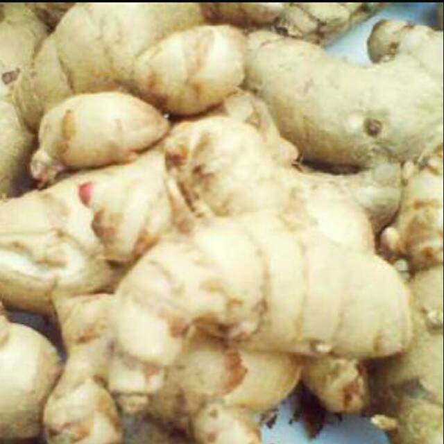 Jual Kunyit Putih Temu Kunir Segar Curcuma Zedoaria 1kg Shopee Indonesia 8668