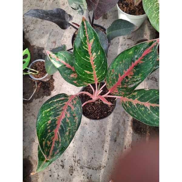 Tanaman hias gatot kaca / aglonema gatot kaca / aglonema arjuna