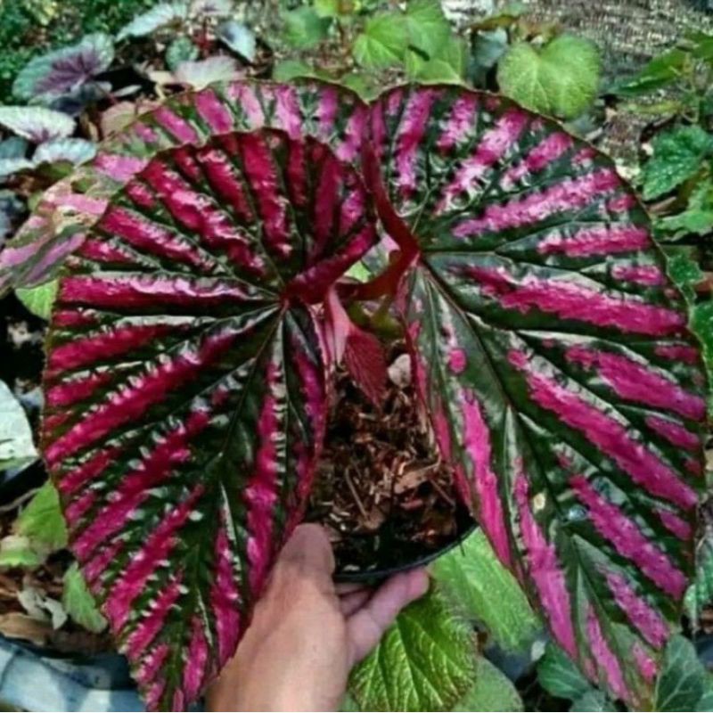 TANAMAN HIAS BEGONIA REX WALET