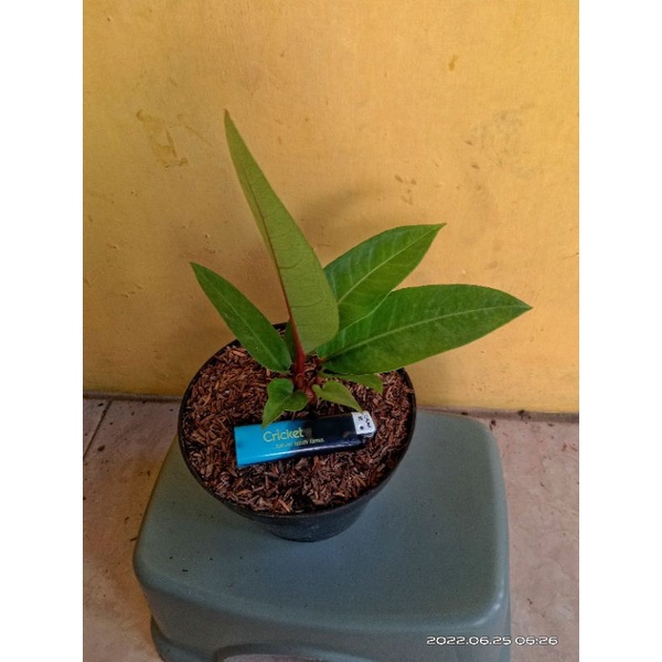 Anthurium Hokeri Super Red