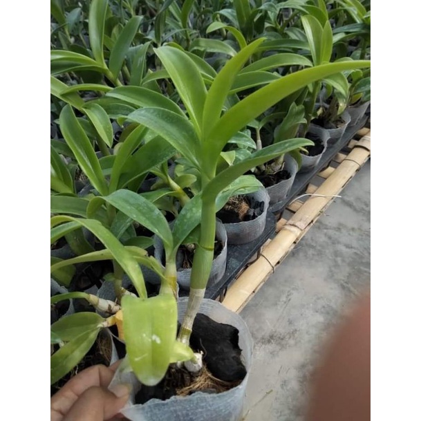 dendrobium pasca besar