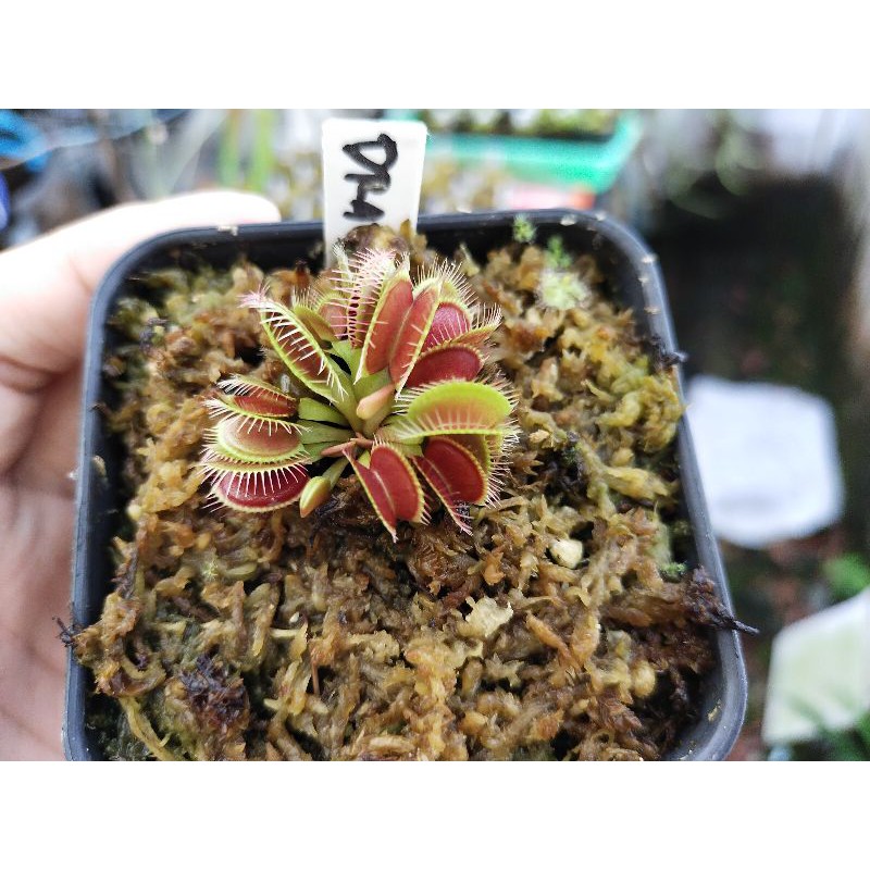 Venus Fly Trap Draco Venus FlyTrap Draco MEDIUM