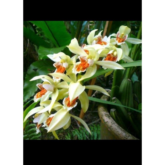 Anggrek Coelogyne Asperata