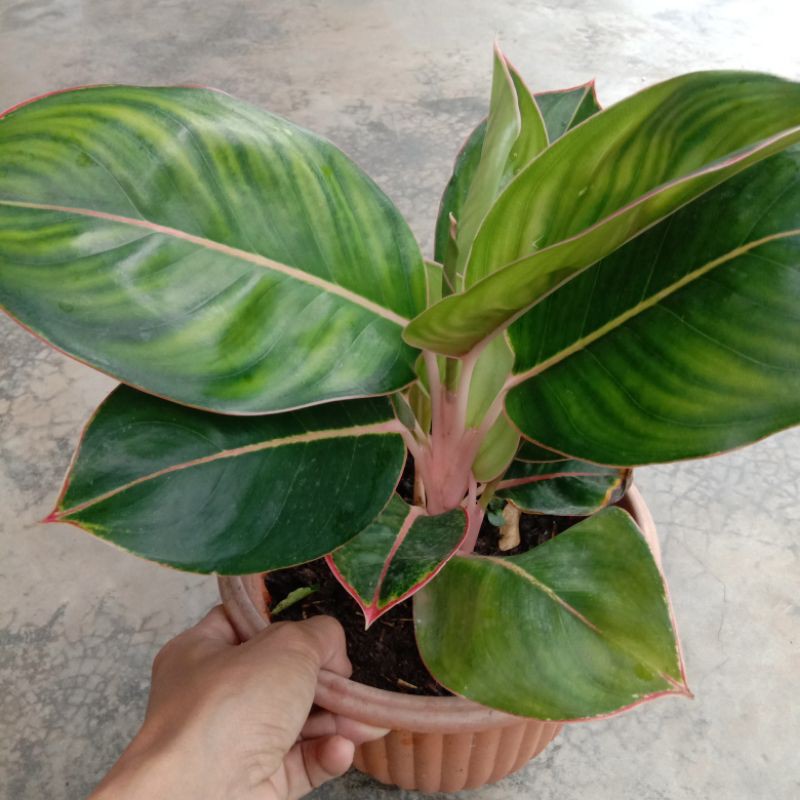 aglonema lipstik flaminggo