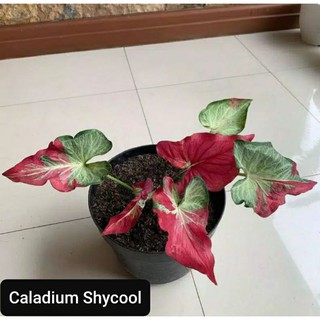 Tanaman Hias Caladium Shycool Keladi Tumpah Cat Hybrid Murah Shopee Indonesia