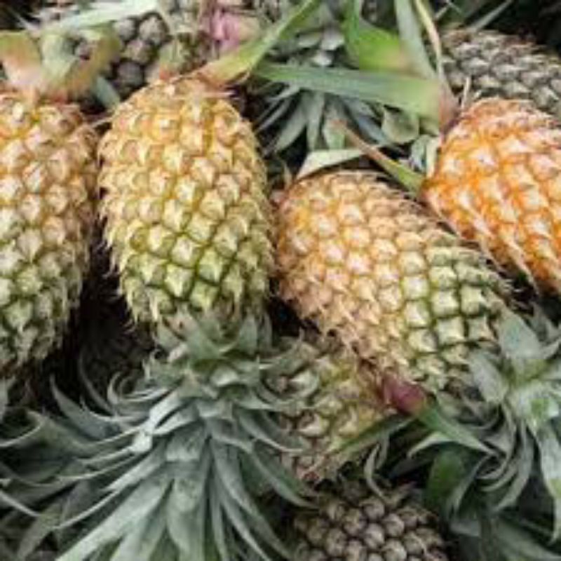 

Nanas palembang / nanas selai _ 1 buah