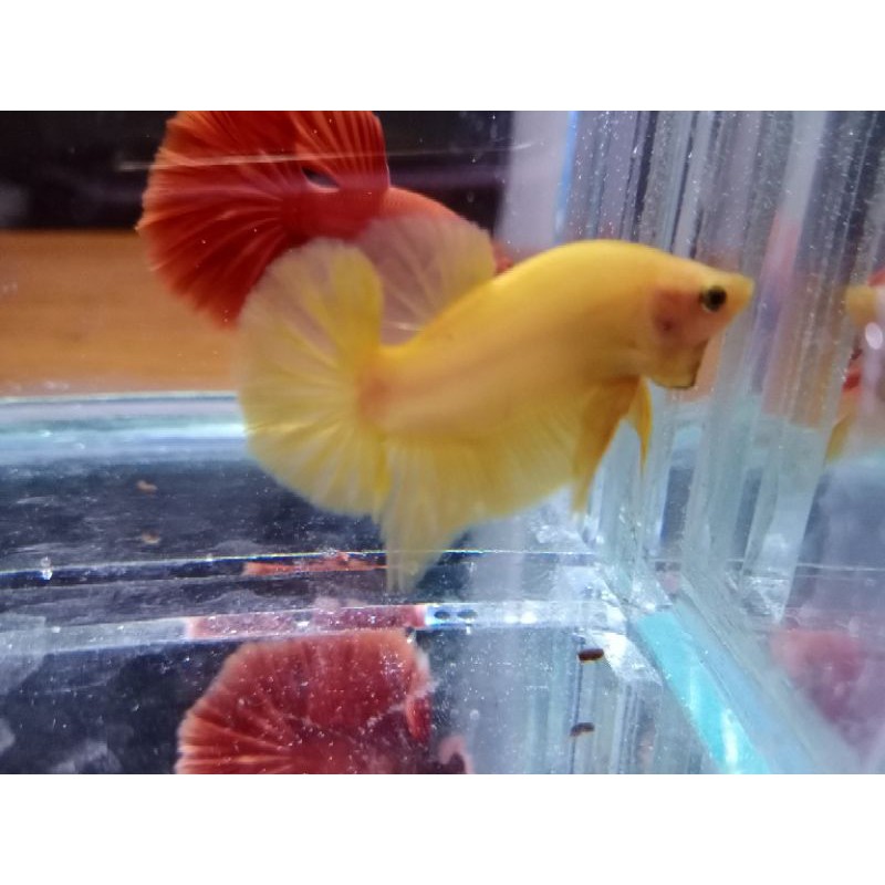 CUPANG PLAKAT YELLOW BANANA